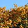 Gele bessen van de vuurdoorn 'Soleil d'Or'